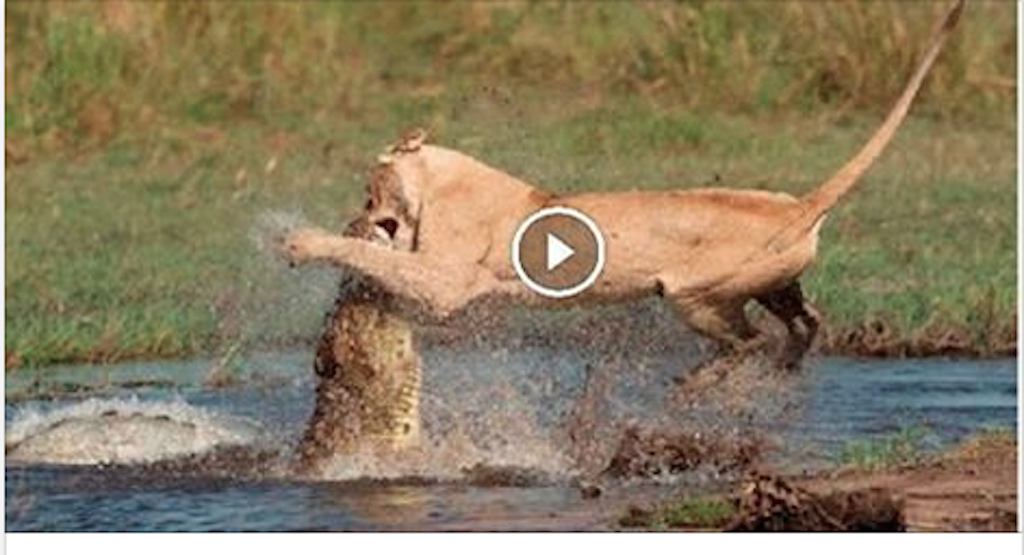 Amazing !! Lion vs Crocodile Top Real Fight 