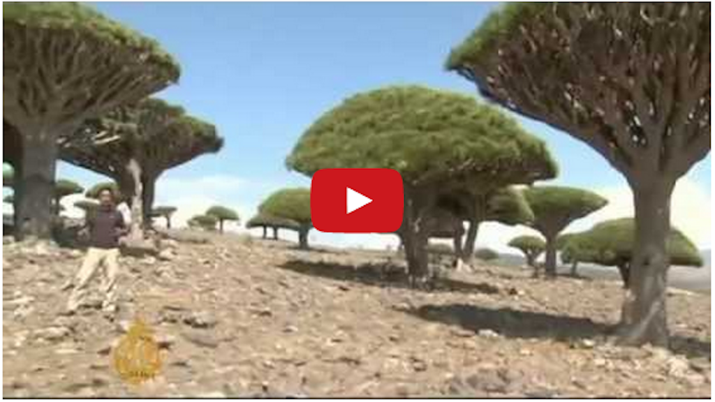 The dragon blood tree!! one of most bizarre trees of the world