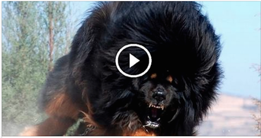 The 10 guard dogs bigger and aggressive in the world!