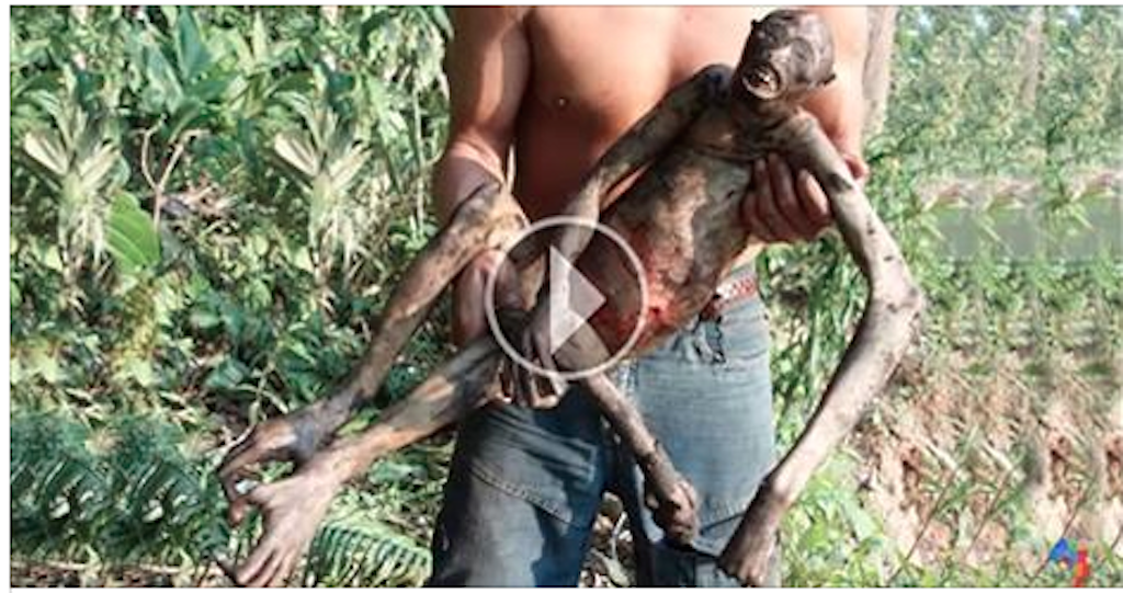 Incredible creature found dead in the Amazon. Looks like an alien! (video)