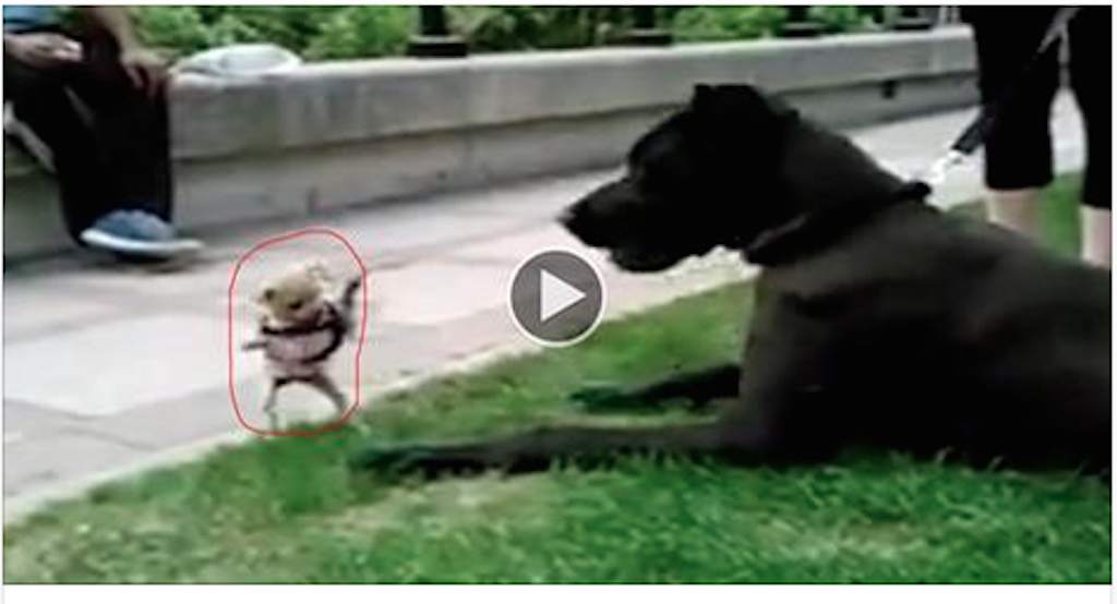 He wants to do the hard with this giant great Dane.. What happens after is hilarious!! [video]