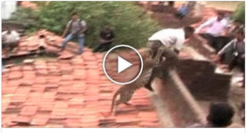Raw video: Leopard attacking villagers in India in Maharashtra