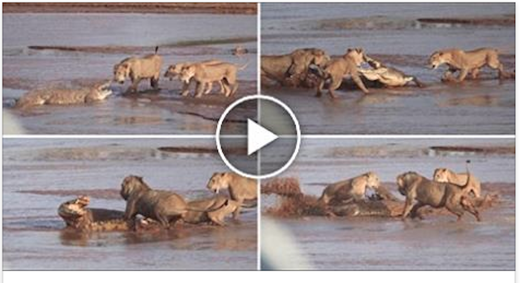 Lions VS Crocodile - The most intense lion and crocodile fight you will ever see! 