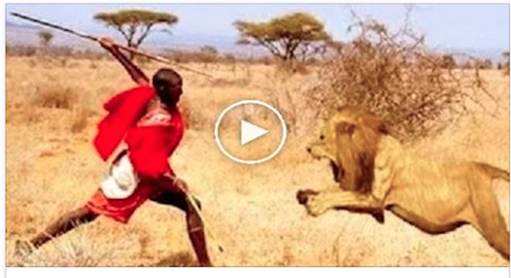 Man vs Lions
