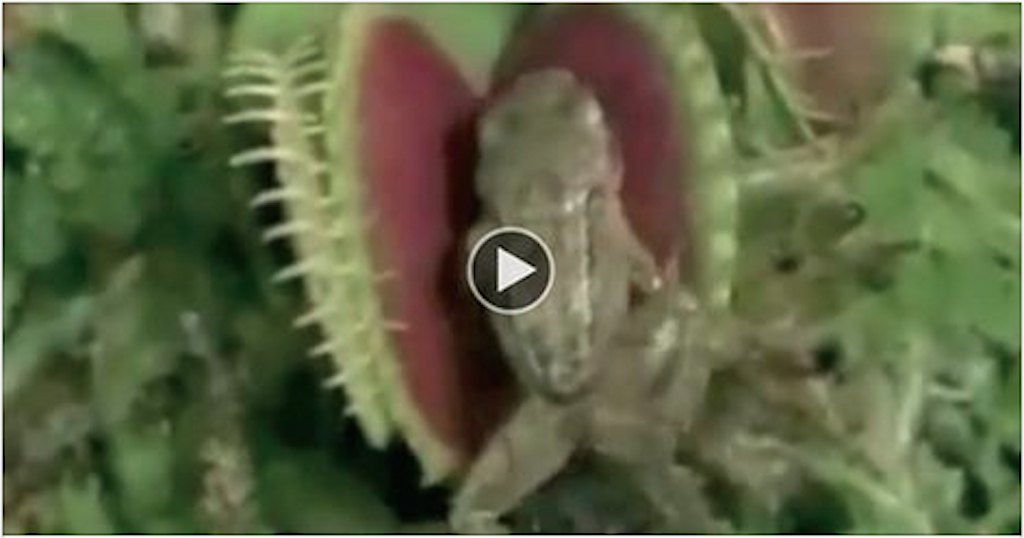 Plant carnivorous devours little frog in a bite!!! I am scared!! [Video]