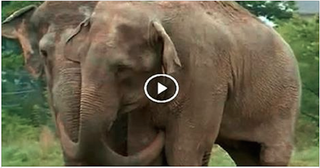 Two Elephants Reunited After More Than 20 Years