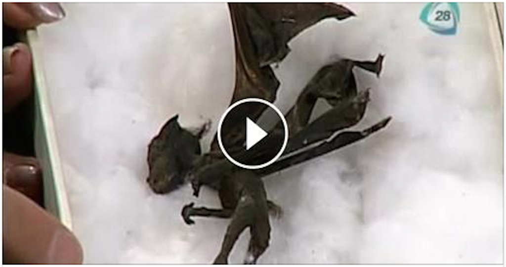 Mysterious winged creature found in Mexico: Shocking! [Video]
