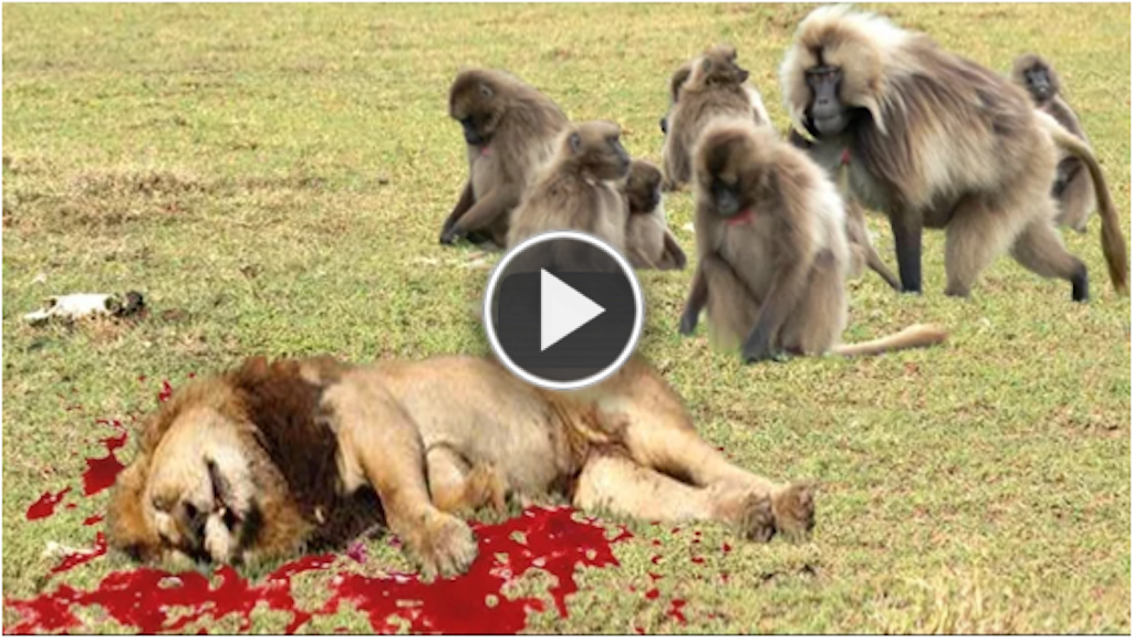 LION vs BABOON REAL FIGHT | LION ATTACK BABOON EXCLUSIVE